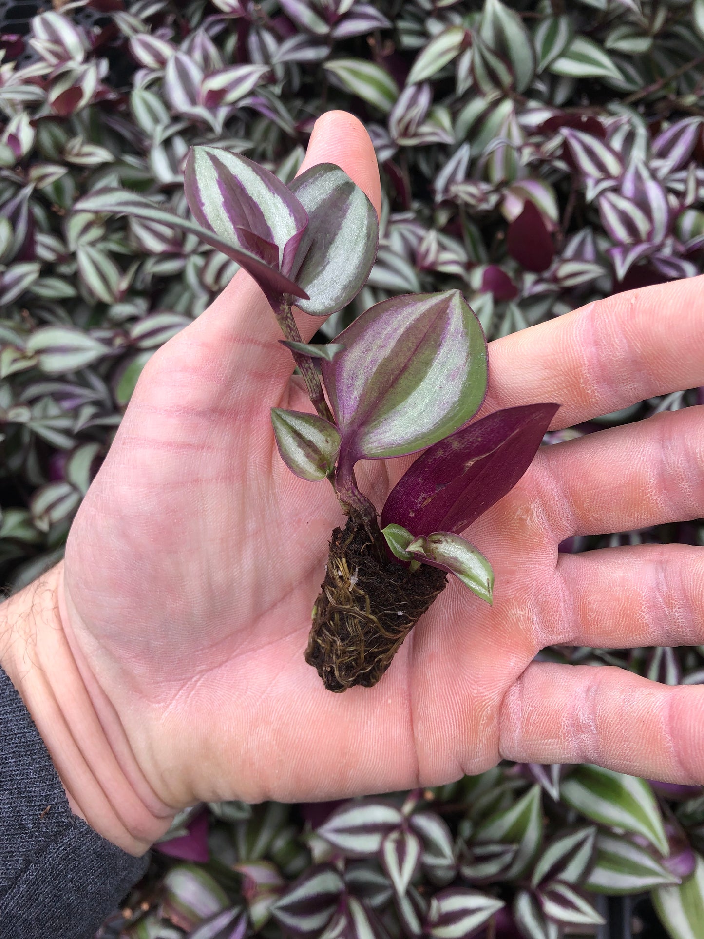 Tradescantia Zebrina rooted cuttings ~ 10 starter plants